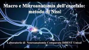 Macro e microanatomia dell’encefalo: il Metodo di Nissl