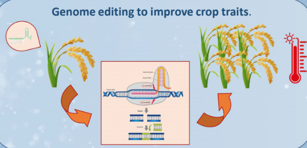 immagine CRISPit – Bridging fundamental knowledge and novel technology to increase Rice heat tolerance