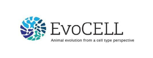 immagine EvoCELL – Animal evolution from a cell type perspective